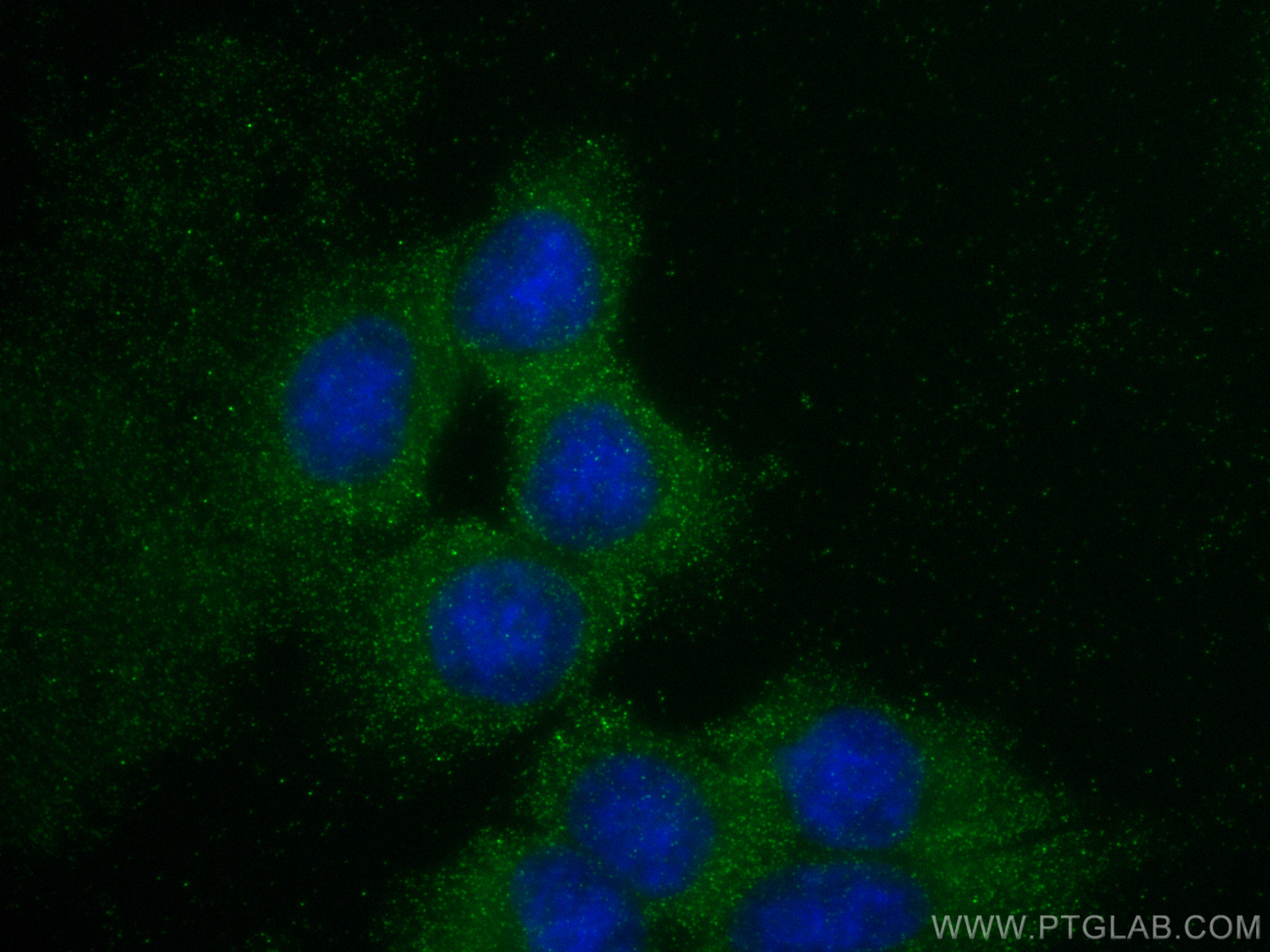 IF Staining of HepG2 using 10990-2-AP