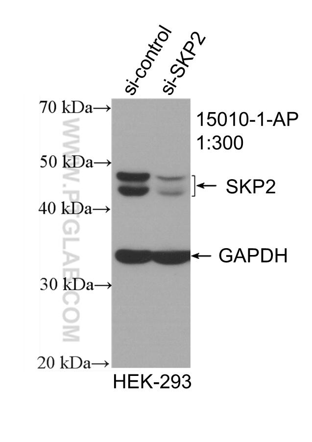 WB analysis of HEK-293 using 15010-1-AP