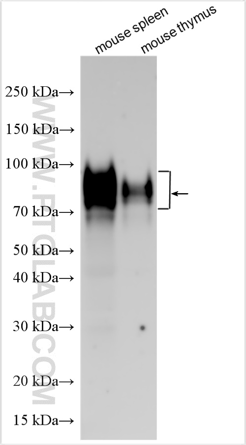 Various lysates were subjected to SDS PAGE followed by western blot with 32660-1-AP (SLAM/CD150 antibody) at dilution of 1:800 incubated at room temperature for 1.5 hours. WB analysis using 32660-1-AP