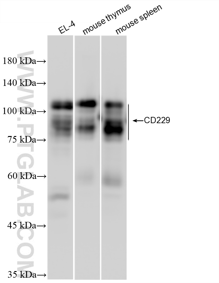 WB analysis of EL-4 using 84817-4-RR