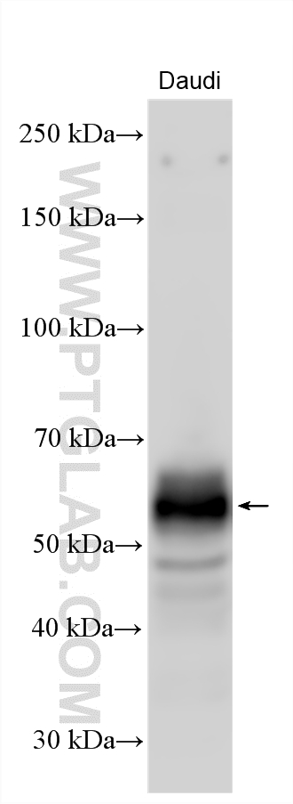 Daudi cells lysates were subjected to SDS PAGE followed by western blot with 22711-1-AP (NTB-A/SLAMF6 antibody) at a dilution of 1:4000, incubated at room temperature for 1.5 hours. WB analysis using 22711-1-AP