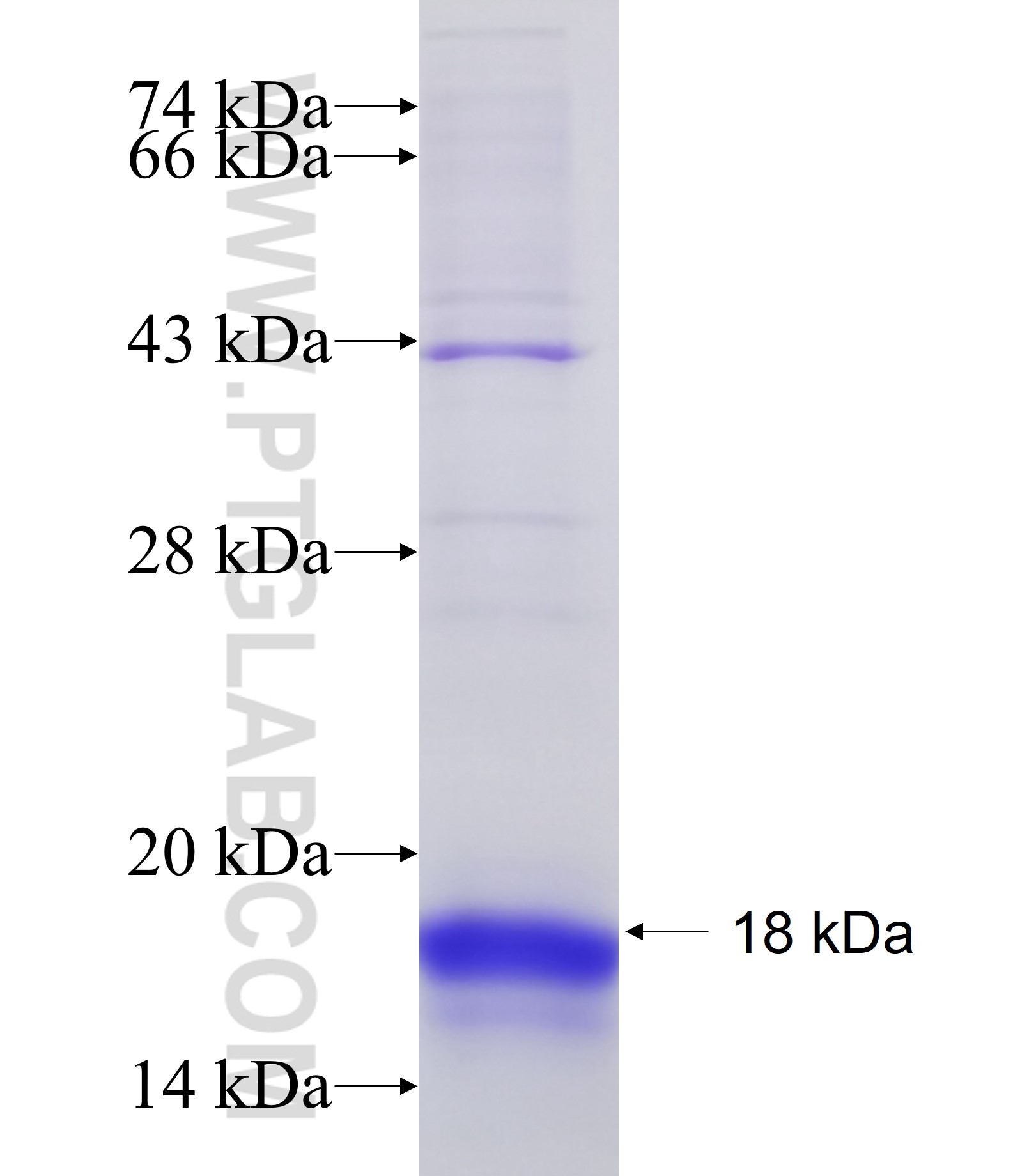 SLC10A1 fusion protein Ag25680 SDS-PAGE
