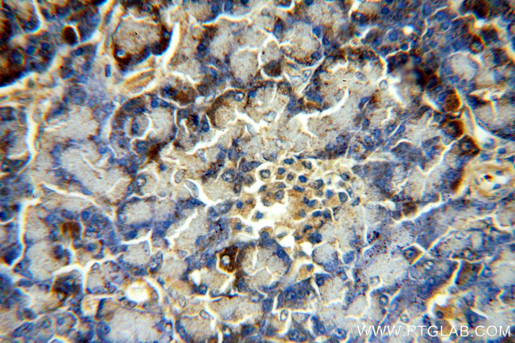 IHC staining of human pancreas using 19909-1-AP