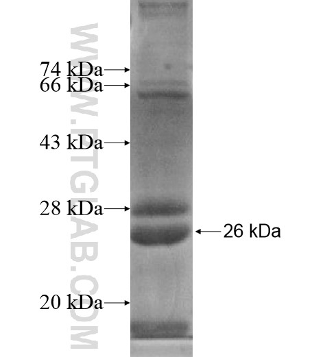 SLC10A3 fusion protein Ag14038 SDS-PAGE