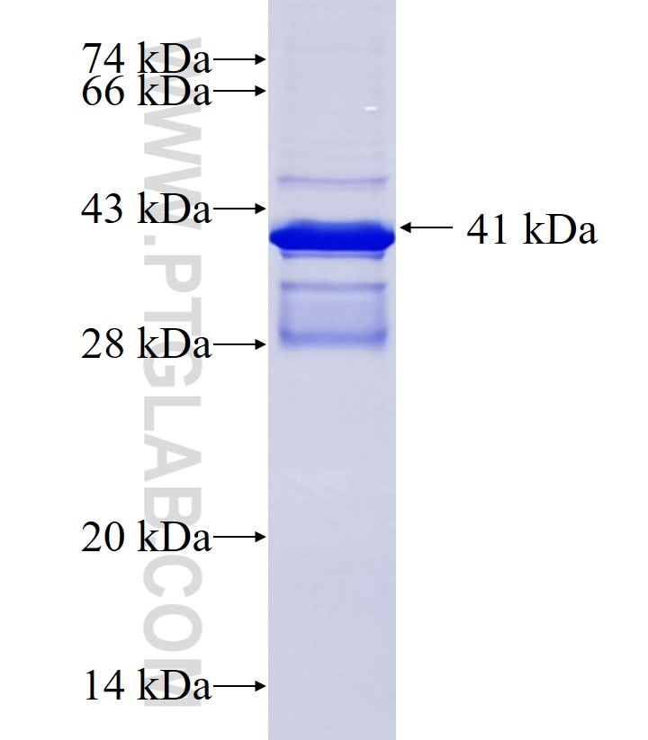 SLC10A4 fusion protein Ag34358 SDS-PAGE
