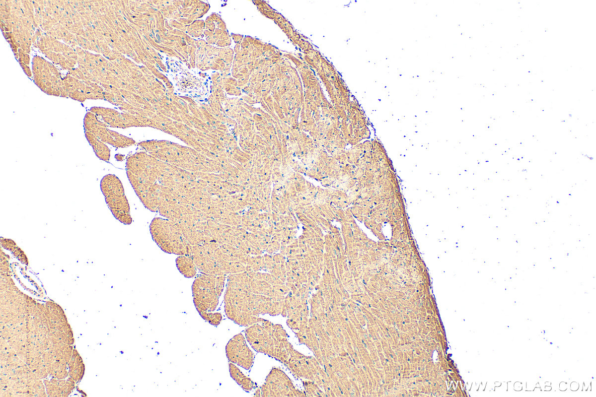 IHC staining of mouse heart using 25597-1-AP