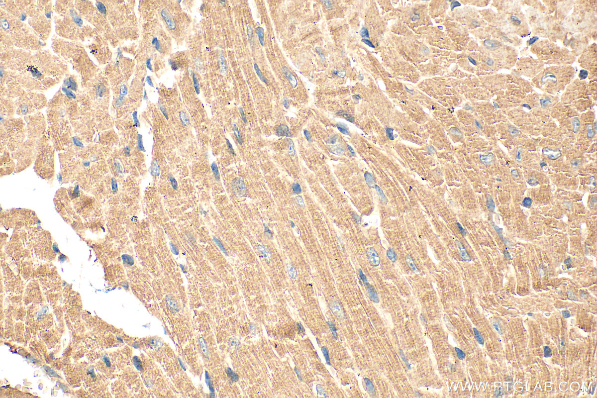 IHC staining of mouse heart using 25597-1-AP