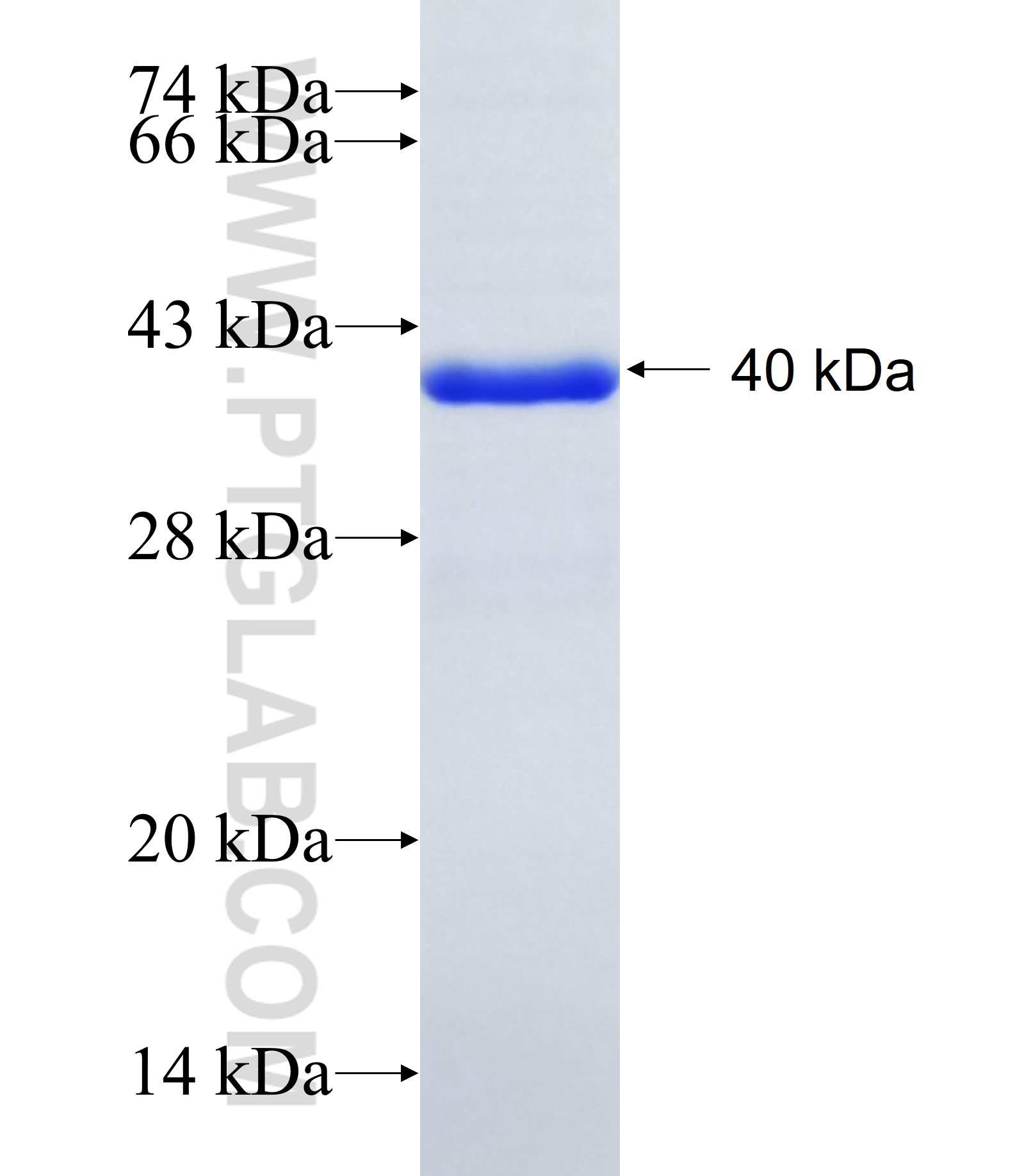 SLC10A5 fusion protein Ag22339 SDS-PAGE