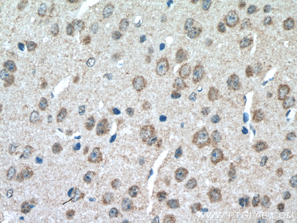 IHC staining of mouse brain using 20507-1-AP