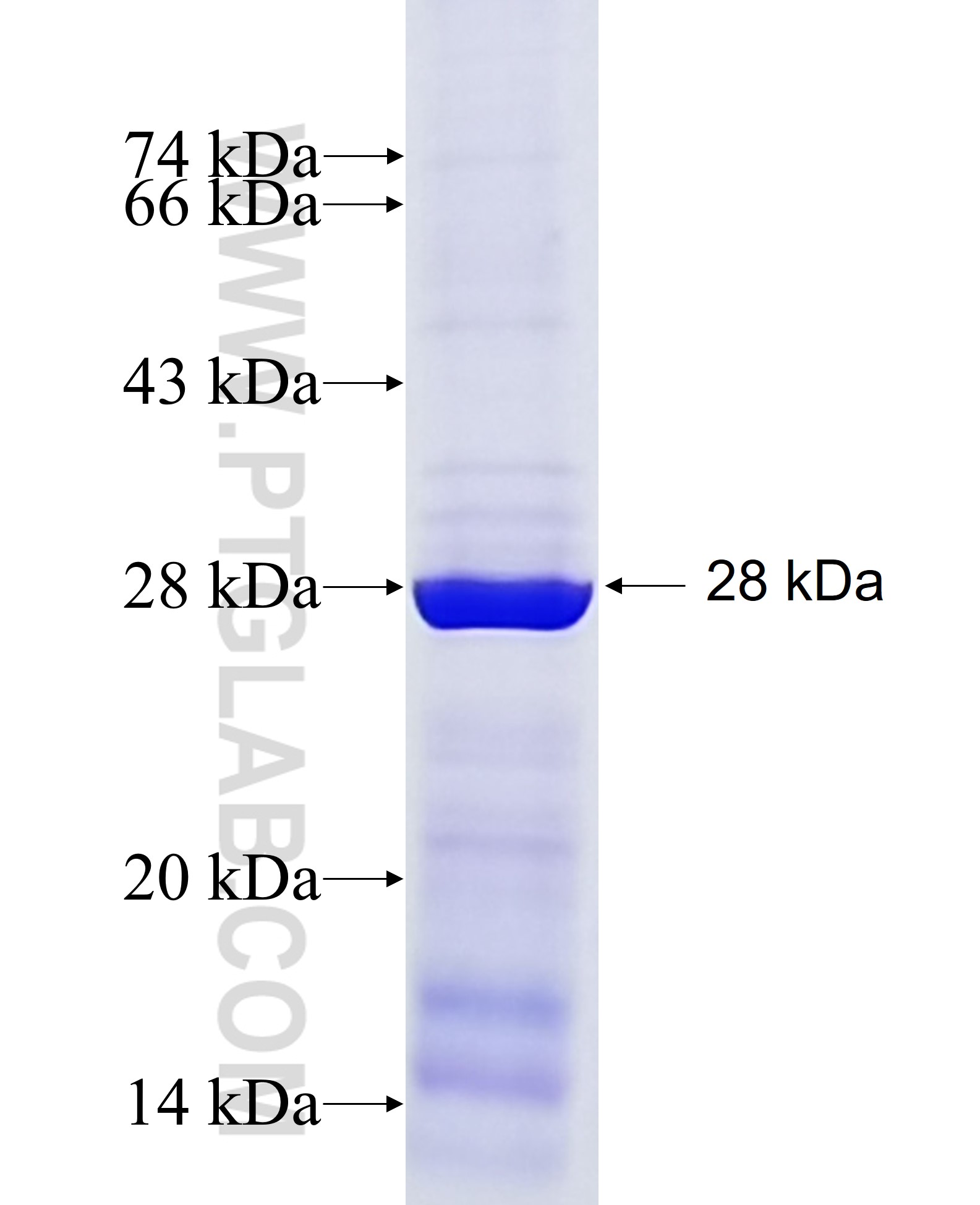 SLC12A4 fusion protein Ag8972 SDS-PAGE