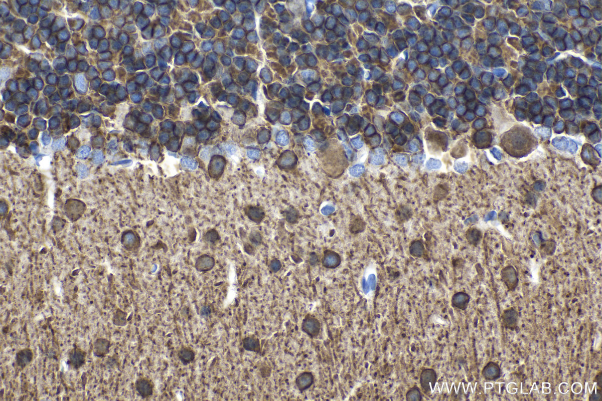 IHC staining of rat cerebellum using 19565-1-AP IHC staining of rat cerebellum using 19565-1-AP