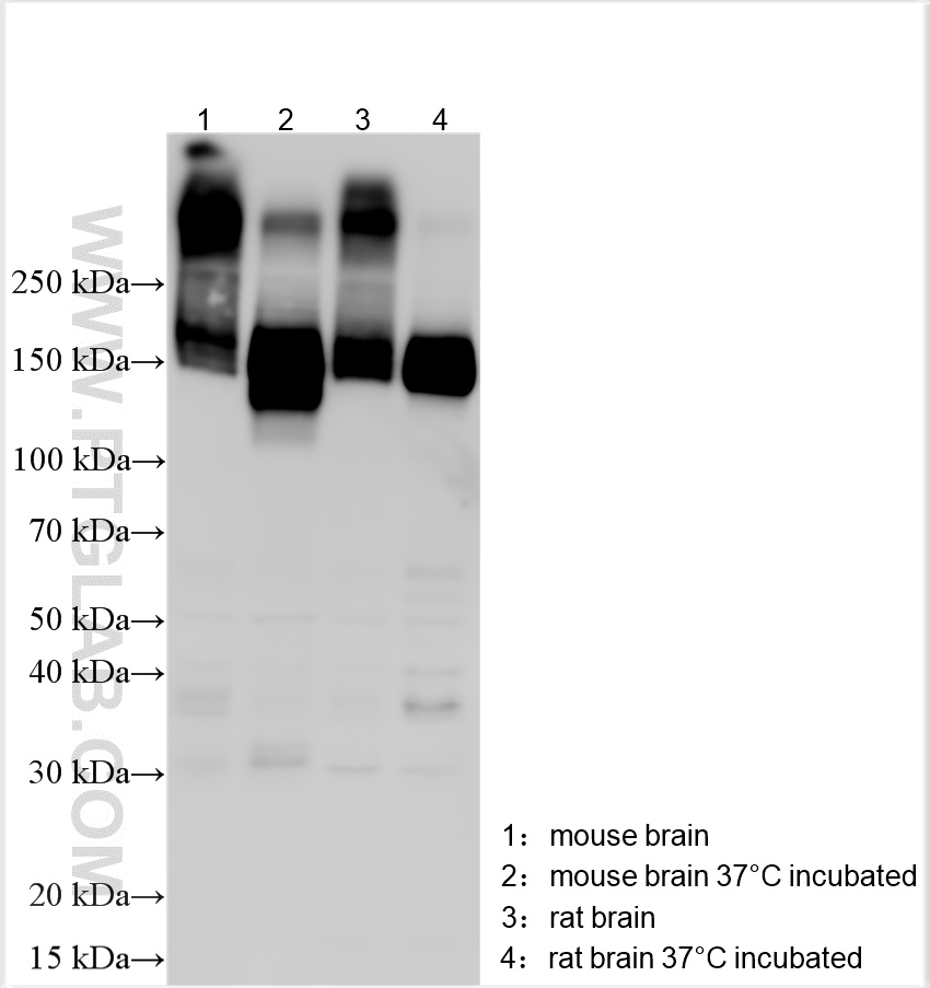 WB analysis using 19565-1-AP