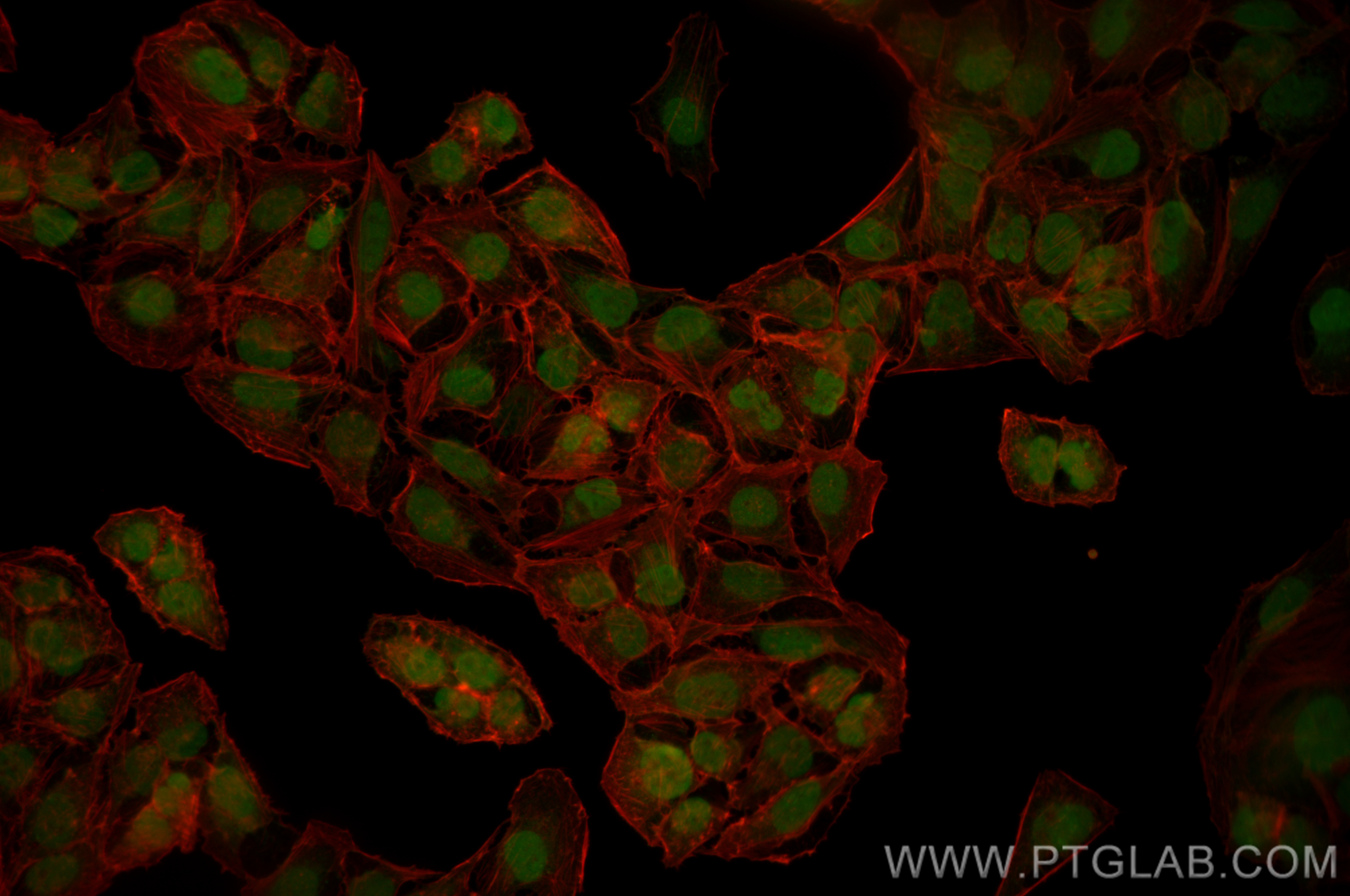 IF Staining of U2OS using CL488-83225-2