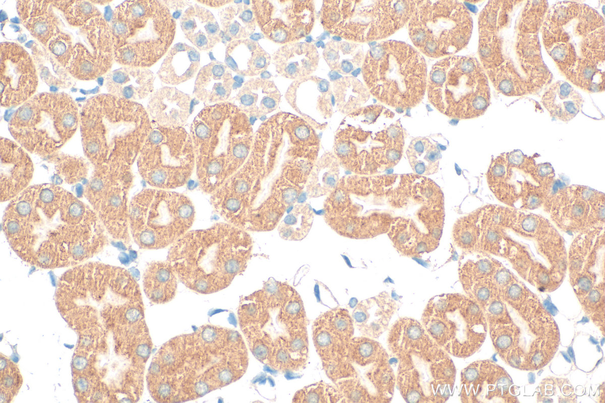 IHC staining of mouse kidney using 26182-1-AP