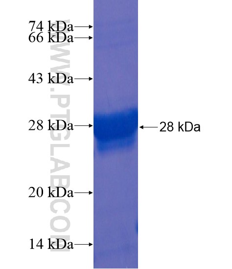 SLC13A3 fusion protein Ag22023 SDS-PAGE