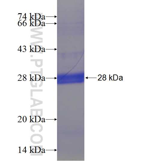 SLC13A3 fusion protein Ag24183 SDS-PAGE