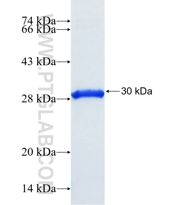 SLC13A3 fusion protein Ag24183 SDS-PAGE