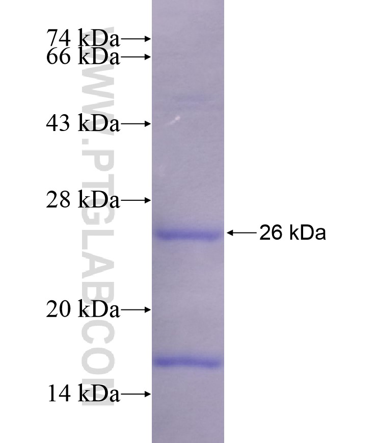 SLC15A1 fusion protein Ag17163 SDS-PAGE SLC15A1 fusion protein Ag17163 SDS-PAGE