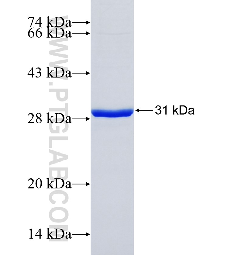 SLC15A5 fusion protein Ag34523 SDS-PAGE