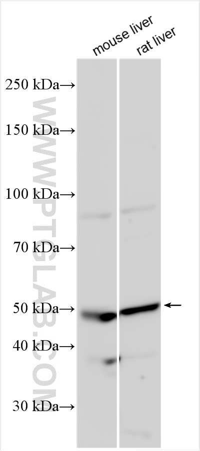 WB analysis using 30466-1-AP