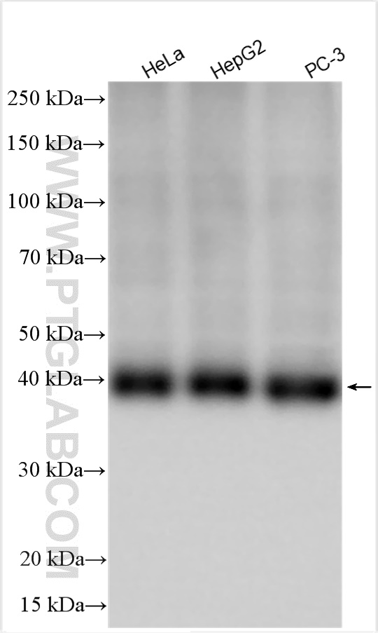 WB analysis using 22787-1-AP