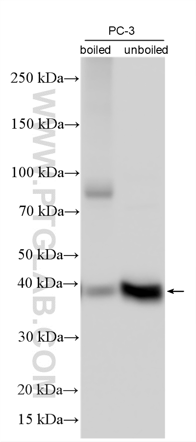 WB analysis using 22787-1-AP