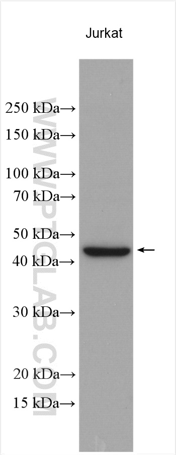 WB analysis using 20889-1-AP