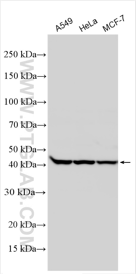 Various lysates were subjected to SDS PAGE followed by western blot with 20889-1-AP (SLC16A4 antibody) at dilution of 1:3000 incubated at room temperature for 1.5 hours. WB analysis using 20889-1-AP