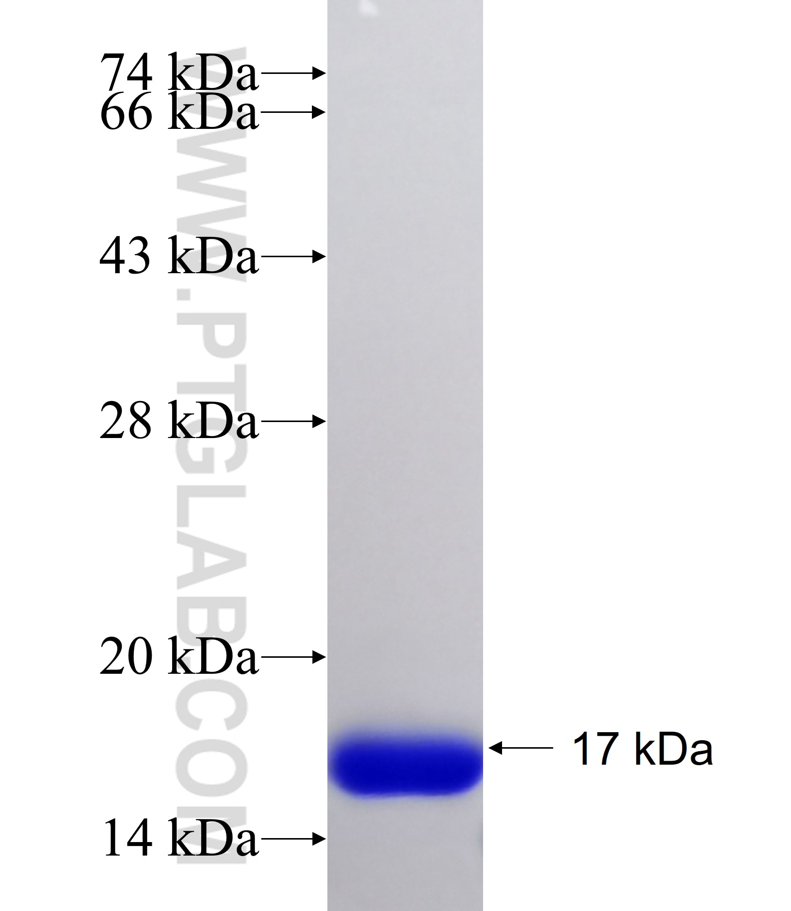 SLC16A6 fusion protein Ag21356 SDS-PAGE