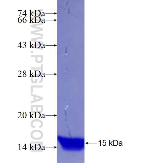 SLC16A7 fusion protein Ag14511 SDS-PAGE SLC16A7 fusion protein Ag14511 SDS-PAGE