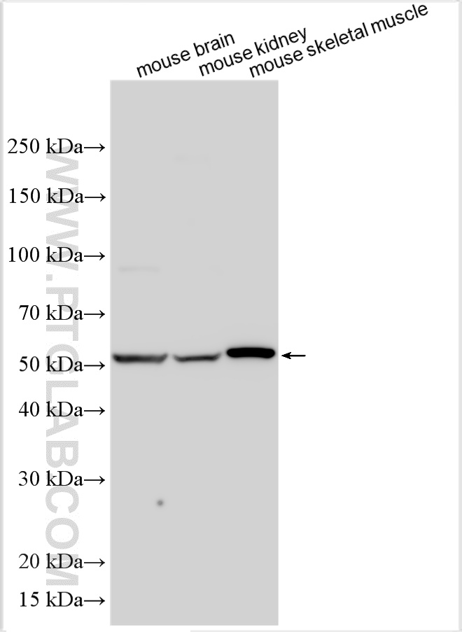 WB analysis using 20751-1-AP