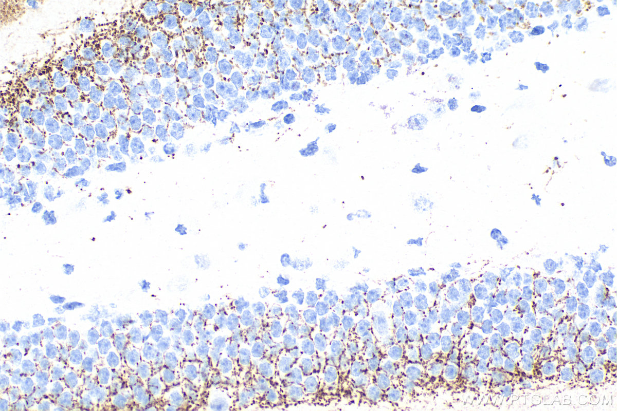 IHC staining of mouse brain using 84083-2-RR