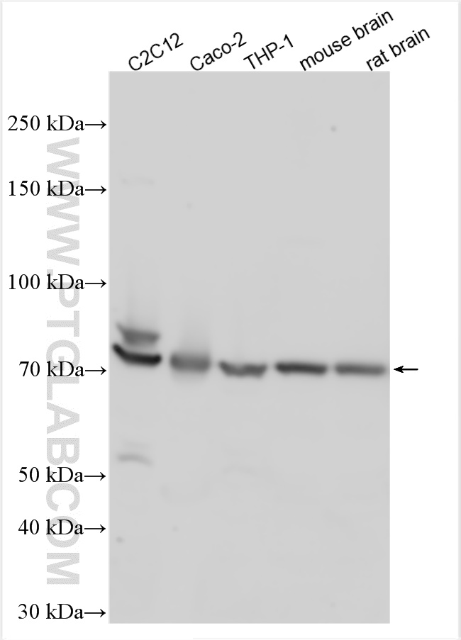 WB analysis using 26731-1-AP