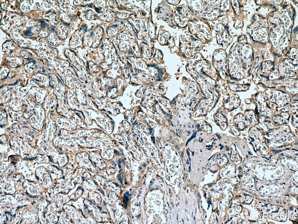 IHC staining of human placenta using 25958-1-AP