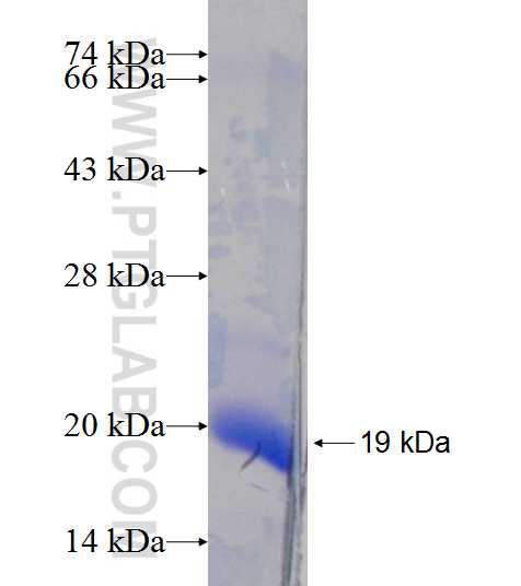 SLC1A2 fusion protein Ag19816 SDS-PAGE