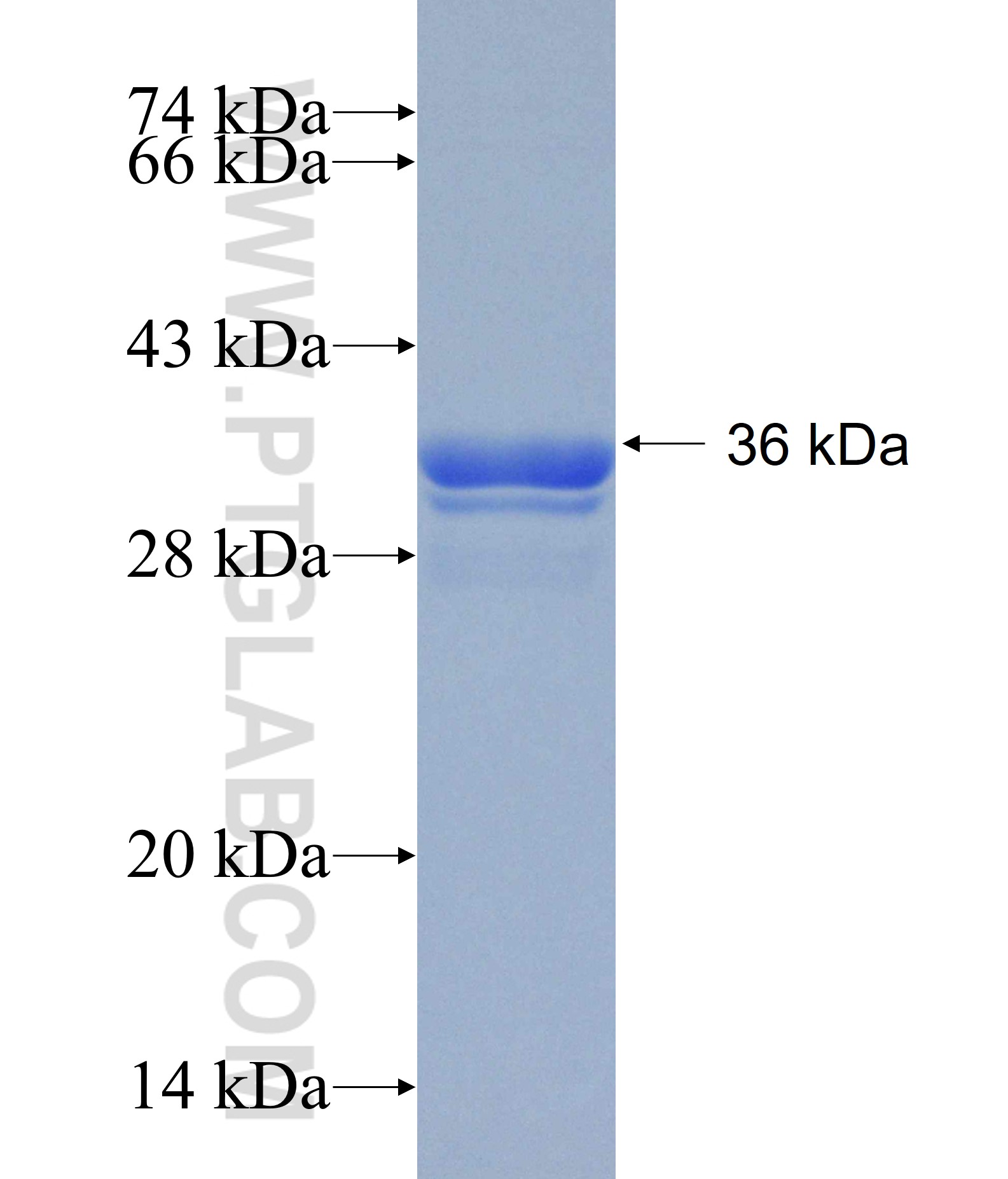 SLC1A3 fusion protein Ag14177 SDS-PAGE