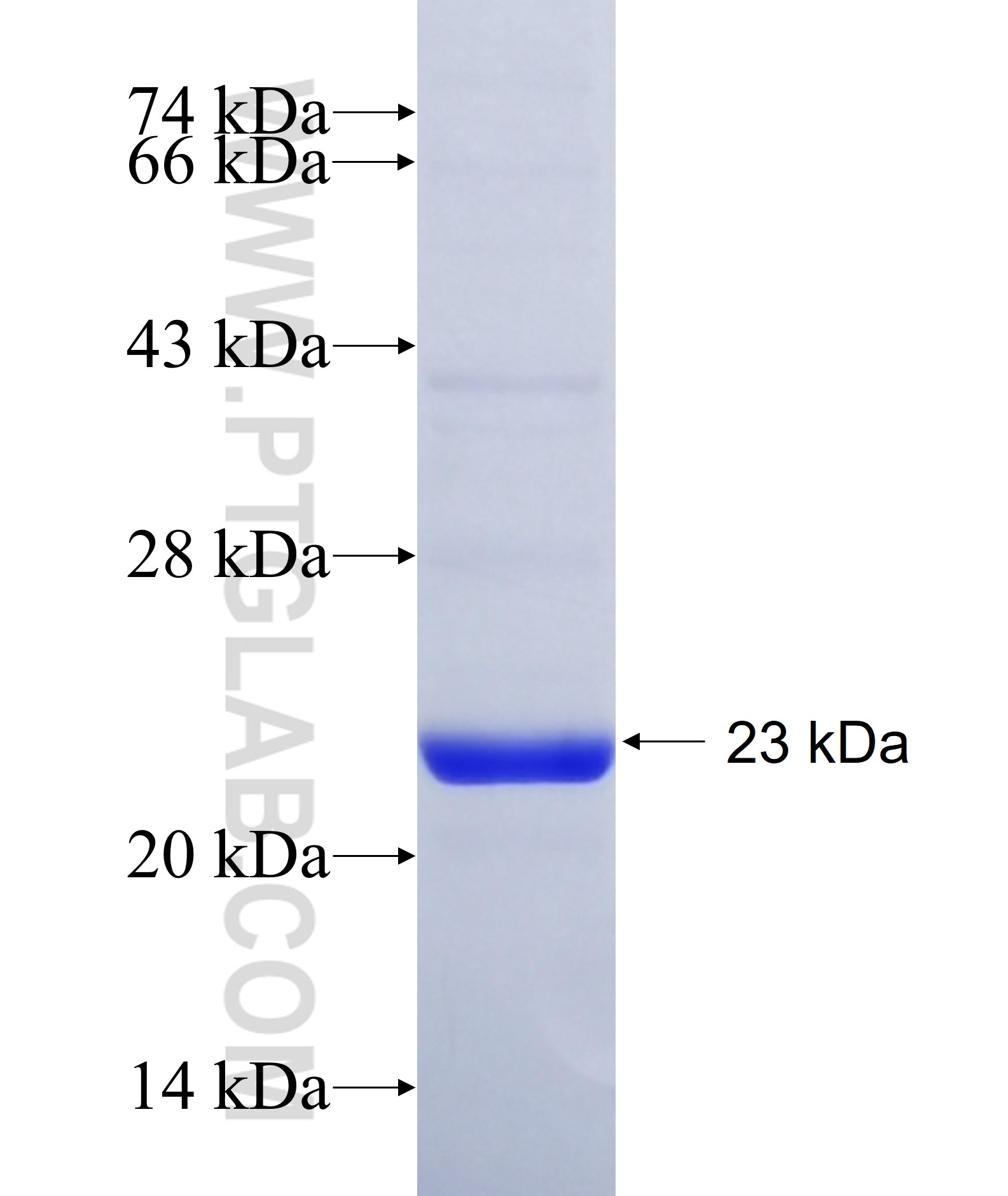 SLC1A4 fusion protein Ag17328 SDS-PAGE