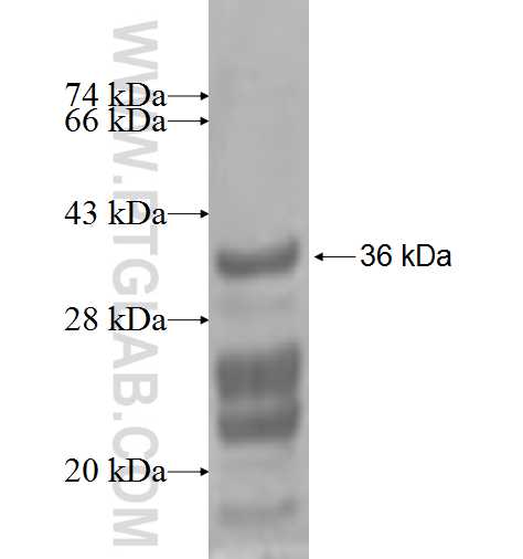 SLC1A6 fusion protein Ag3554 SDS-PAGE