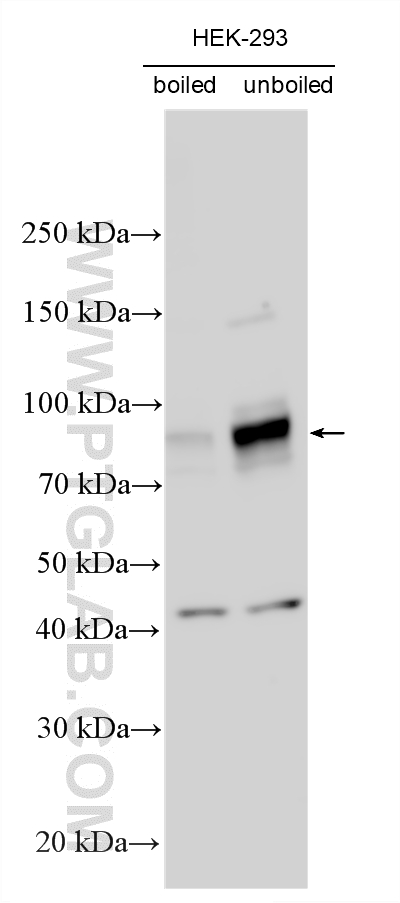 WB analysis using 12423-1-AP