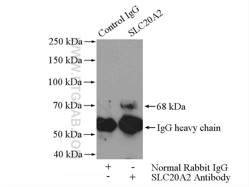 IP experiment of COLO 320 using 12820-1-AP