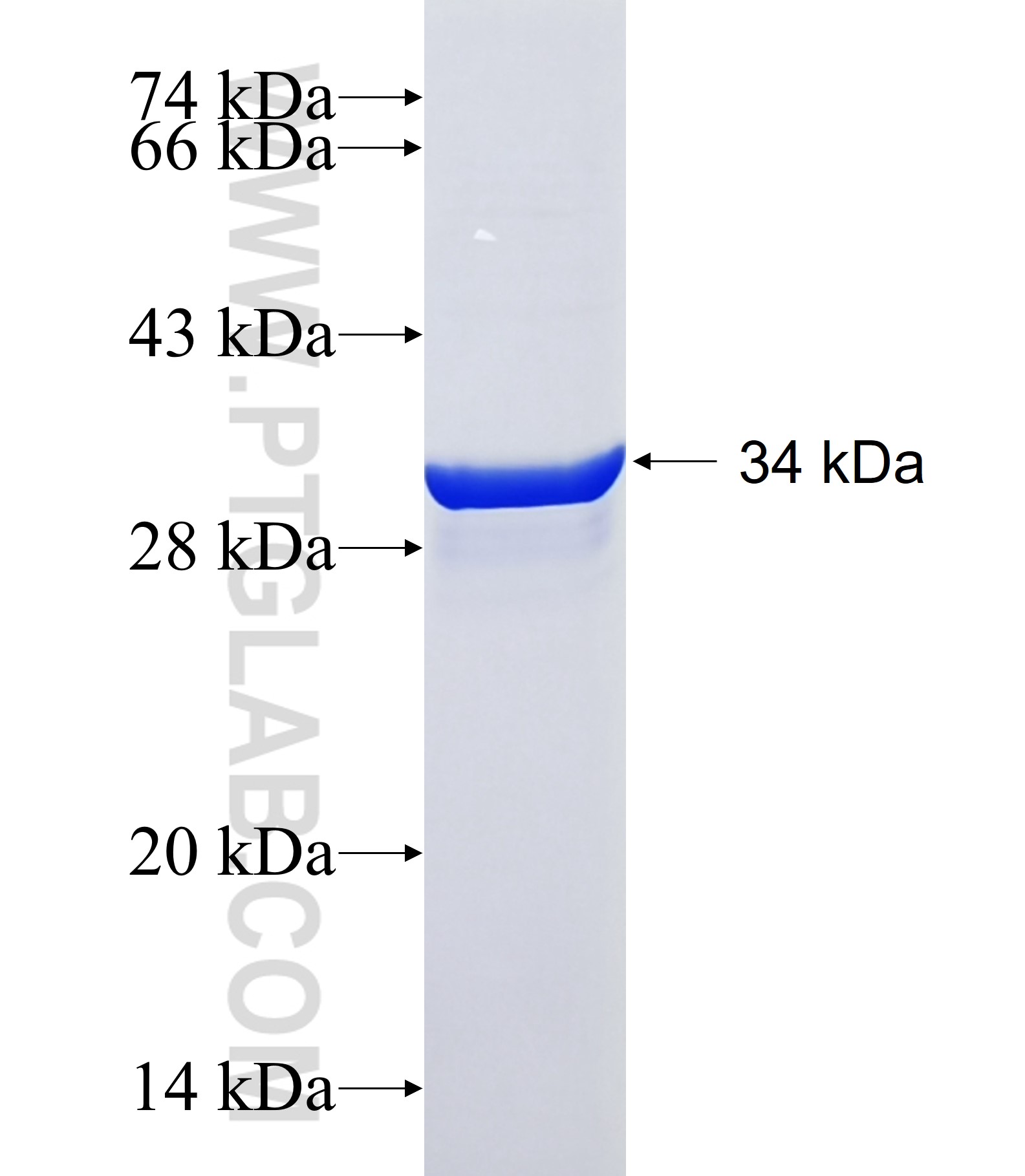 SLC22A11 fusion protein Ag25215 SDS-PAGE SLC22A11 fusion protein Ag25215 SDS-PAGE
