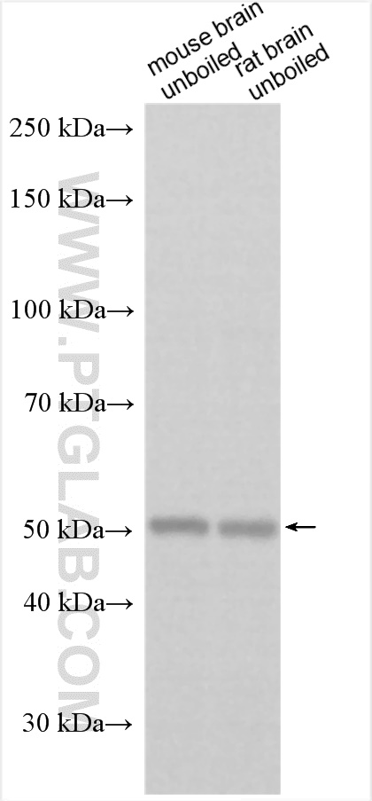 WB analysis using 27301-1-AP