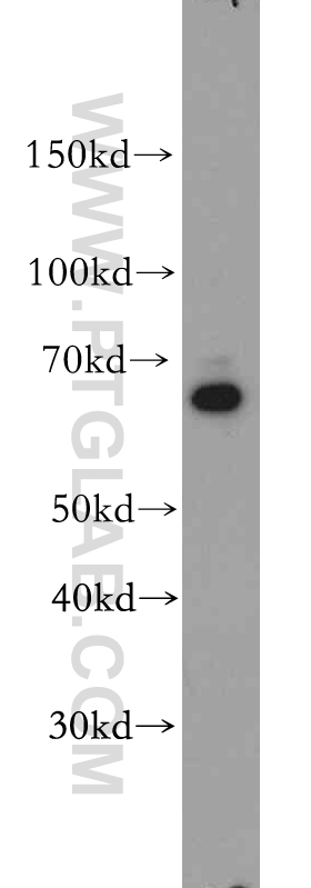 WB analysis of HEK-293 using 20626-1-AP