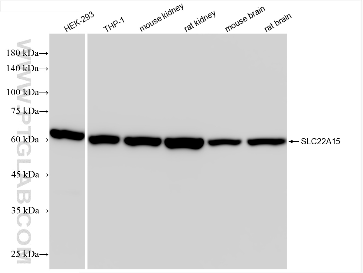 WB analysis using 85960-1-RR (same clone as 85960-1-PBS)