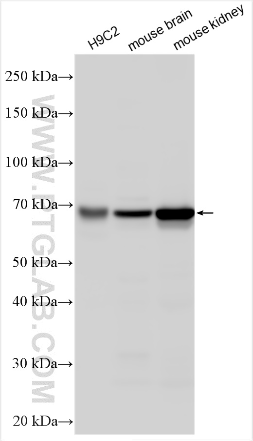 WB analysis using 20834-1-AP