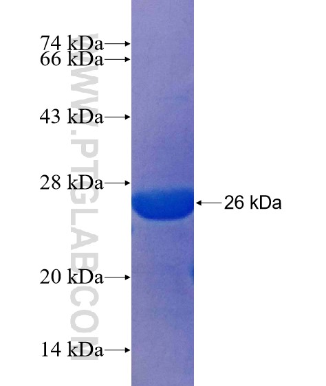 SLC22A7 fusion protein Ag25234 SDS-PAGE
