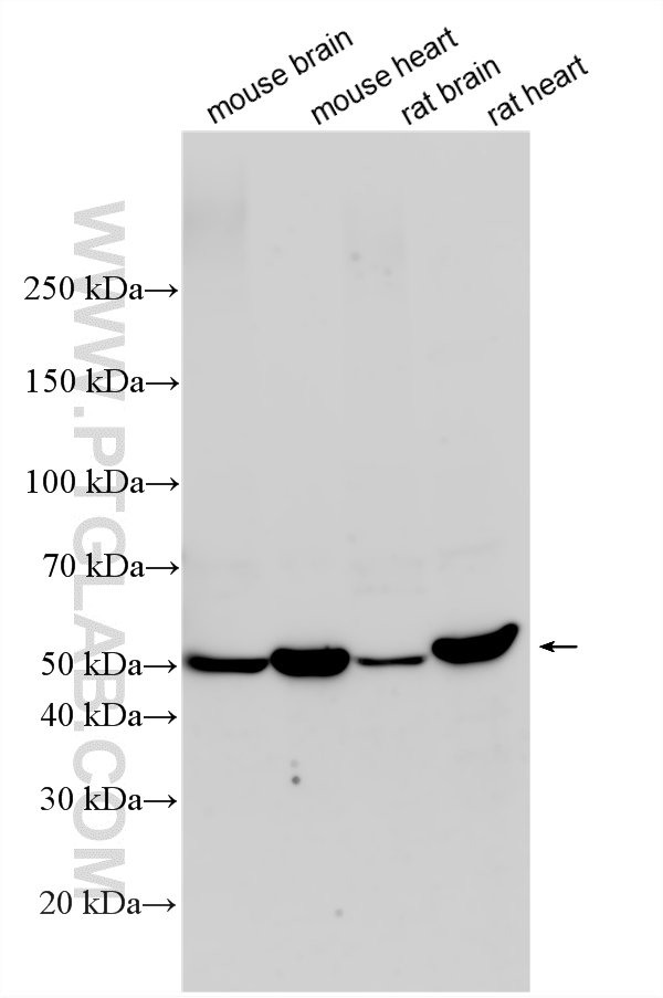 WB analysis using 27591-1-AP (same clone as 27591-1-PBS)