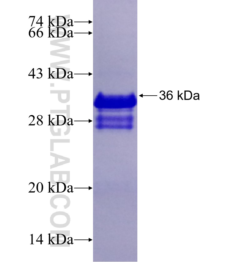 SLC24A5 fusion protein Ag24254 SDS-PAGE