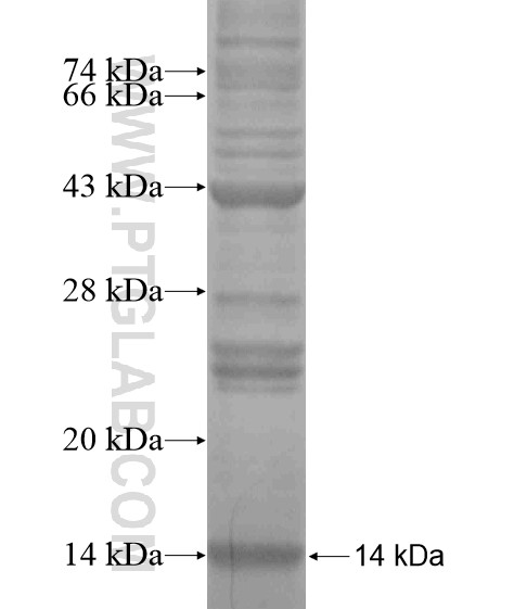 SLC24A5 fusion protein Ag19952 SDS-PAGE SLC24A5 fusion protein Ag19952 SDS-PAGE