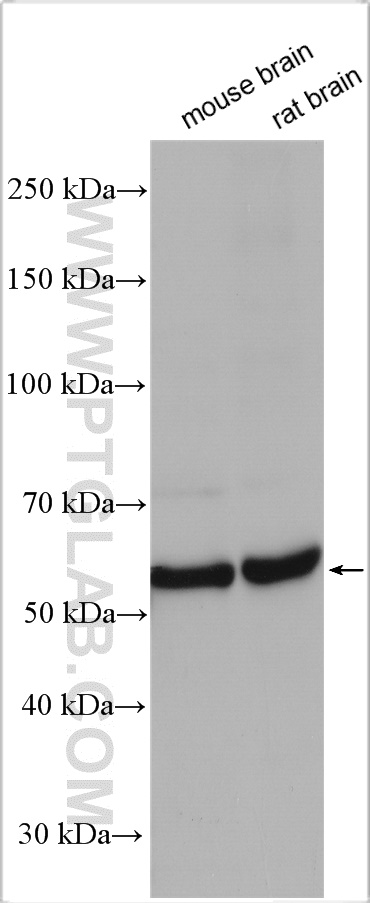 WB analysis using 21430-1-AP